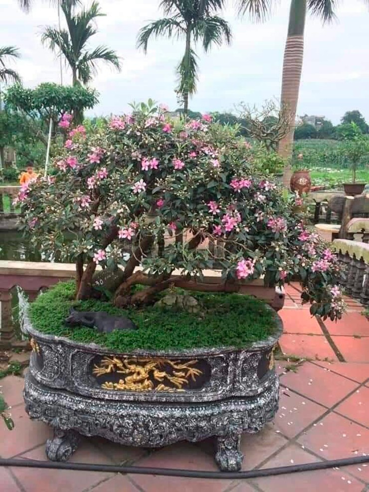 Sim bonsai có lợi thế là khỏe, chịu được các kiểu thời tiết, xanh quanh năm nên không phải chăm sóc cầu kỳ.&nbsp;
