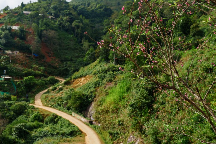 Hoa đào nở sớm ở Tà Xùa - 1