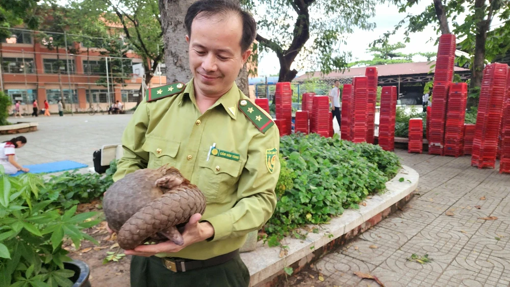 Con tê tê được bàn giao cho Chi cục Kiểm lâm TP.HCM. Ảnh: HT