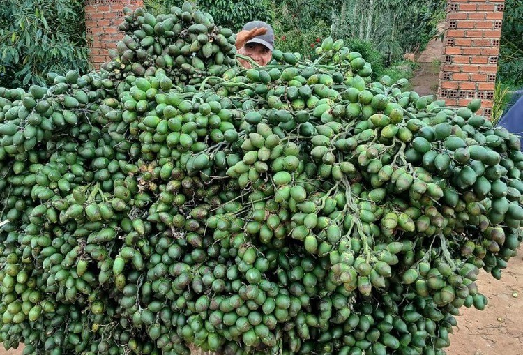 Cau nhà chị Trâm trồng xen canh ở rẫy sầu riêng và cà phê, năm nay có thời điểm bán được 105 nghìn đồng/kg.