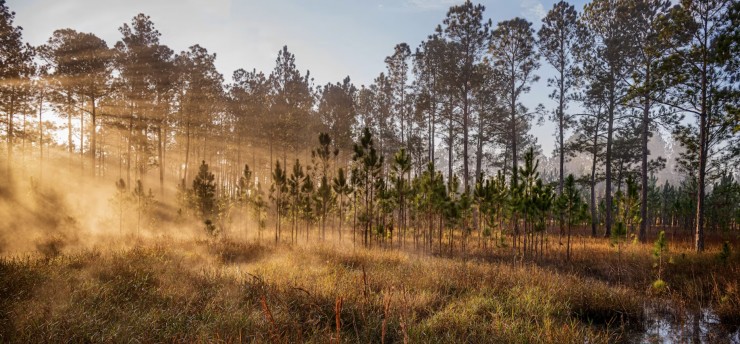 Rừng quốc gia Ocala (Florida, Mỹ) là nơi sinh sống của loài lợn biển, gấu đen và các loài thực vật quý hiếm, cùng với 600 hồ và suối tự nhiên trải rộng trên 387.000 mẫu Anh. Ảnh: Nick Conzone.