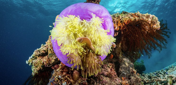 Lặn tại quần đảo Raja Ampat của Indonesia, du khách sẽ được chiêm ngưỡng một xứ sở thần tiên dưới biển với khoảng 500 loại san hô, hơn một nghìn loài cá rạn san hô và các sinh vật như cá đuối manta và cá cúi. Ảnh: Jonathan Irish.