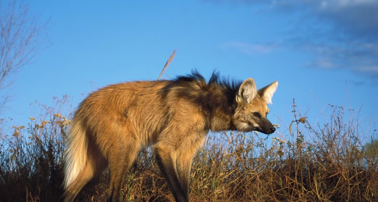 Hình ảnh của loài sói bờm đặc biệt trong quần xã sinh vật tại đồng cỏ Cerrado (Brazil).