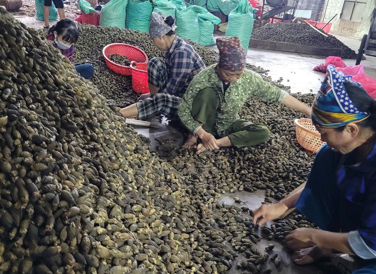 Đến mùa cau, các bà lại làm không hết việc, thu nhập có thể được gần 10 triệu đồng/người/tháng.