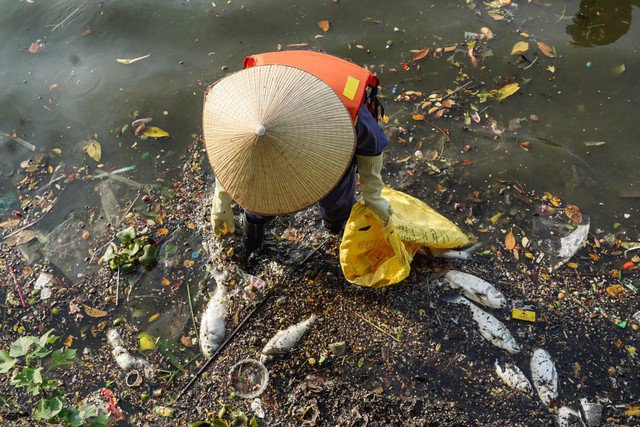 Hồ Tây ô nhiễm nặng nề do tình trạng cá chết hàng loạt