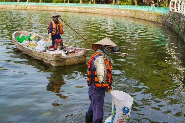 Hồ Tây ô nhiễm nặng nề do tình trạng cá chết hàng loạt