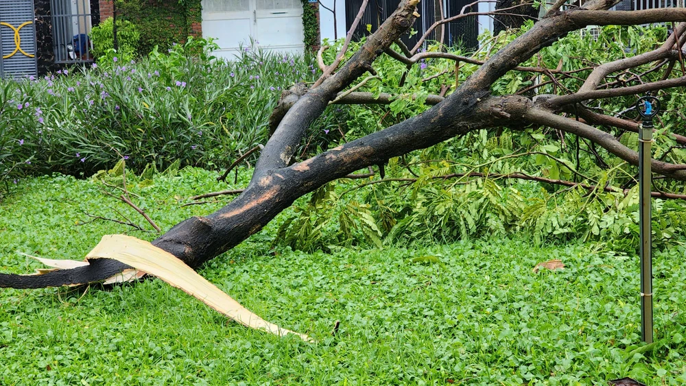 Bão Trà Mi gây sóng mạnh đánh bật gạch trên vỉa hè, thân cây to bị xé gãy - 3