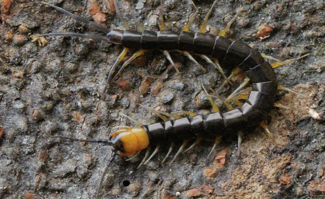 Phát hiện loài rết Scolopendra pinguis khổng lồ tại Vườn quốc gia Phong Nha - Kẻ Bàng