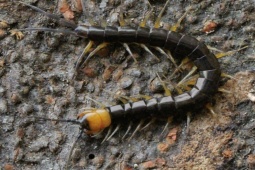 Phát hiện loài rết Scolopendra pinguis khổng lồ tại Vườn quốc gia Phong Nha - Kẻ Bàng