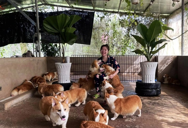 Cô gái quyết định khởi nghiệp nuôi chó Corgi từ cặp chó mua ban đầu.