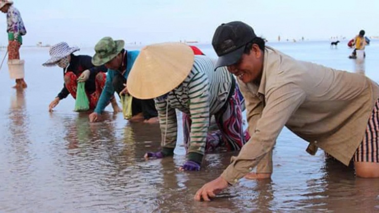 Anh Lê Văn Hòa và các lao động của HTX đang thu hoạch con nghêu trên bãi. Ảnh: An An