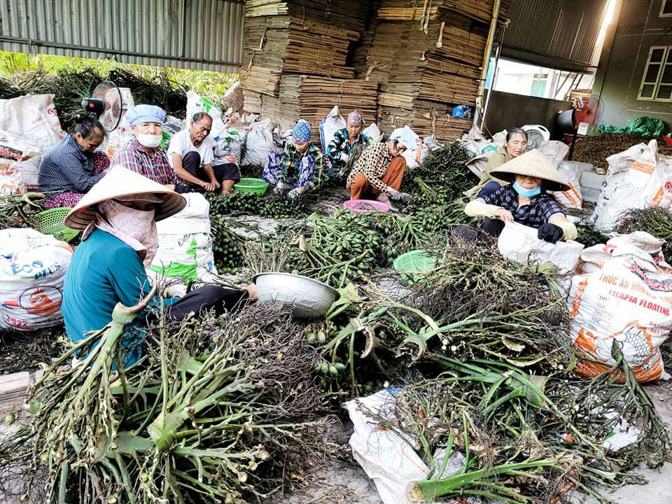 Chủ nhiều lò sấy phải đặt hàng cau Thái Lan, Indonesia, Malaysia... về sấy lại