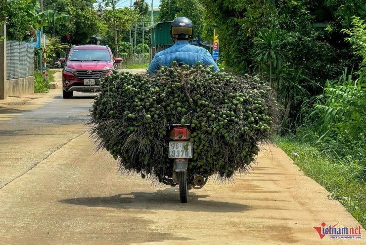 Giá giảm liên tục khiến người buôn cau cũng dè chừng.