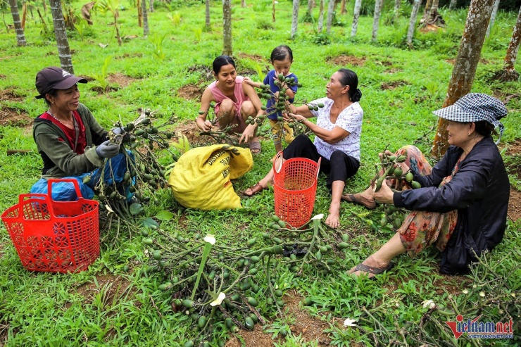 Theo người dân, dù đã giảm mạnh nhưng giá cau hiện tại vẫn ổn.