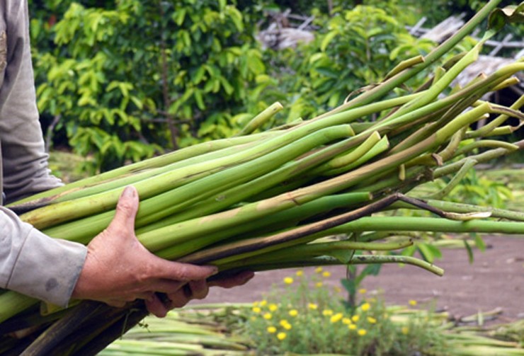 Trên chợ mạng, ngó lục bình tươi được bán với giá khoảng 80.000 đồng/kg, trong khi đó dưa lục bình có giá 150.000 đồng/kg.&nbsp;
