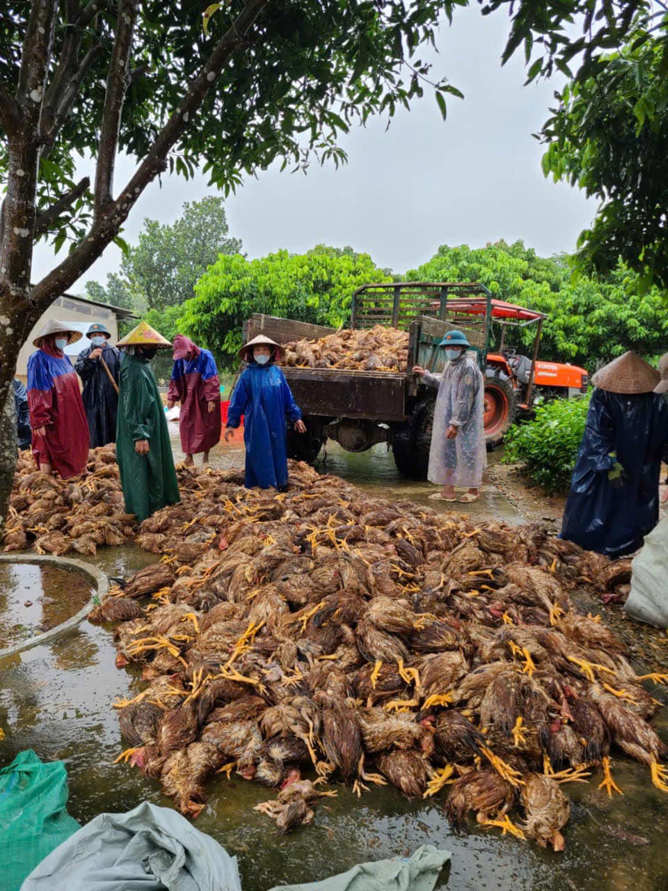 Hàng nghìn con gà trong trại nhà anh Hòa bị chết do nước lũ.