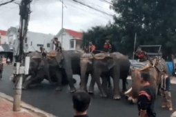 Đàn voi diễu hành, quỳ rạp tiễn biệt người đàn ông sở hữu nhiều voi nhất Việt Nam