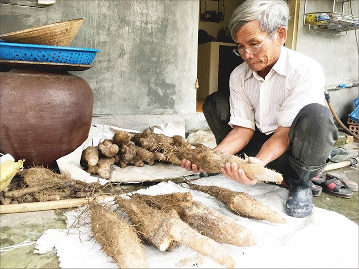 Với nhiều công dụng và được ứng dụng cả trong ẩm thực lẫn làm dược liệu, nhiều năm trở lại đây, củ mài được săn tìm. Vì thế, củ mài ngoài tự nhiên dần cạn kiệt. Nhiều nông dân bắt đầu mang cây củ mài về trồng để làm kinh tế.
