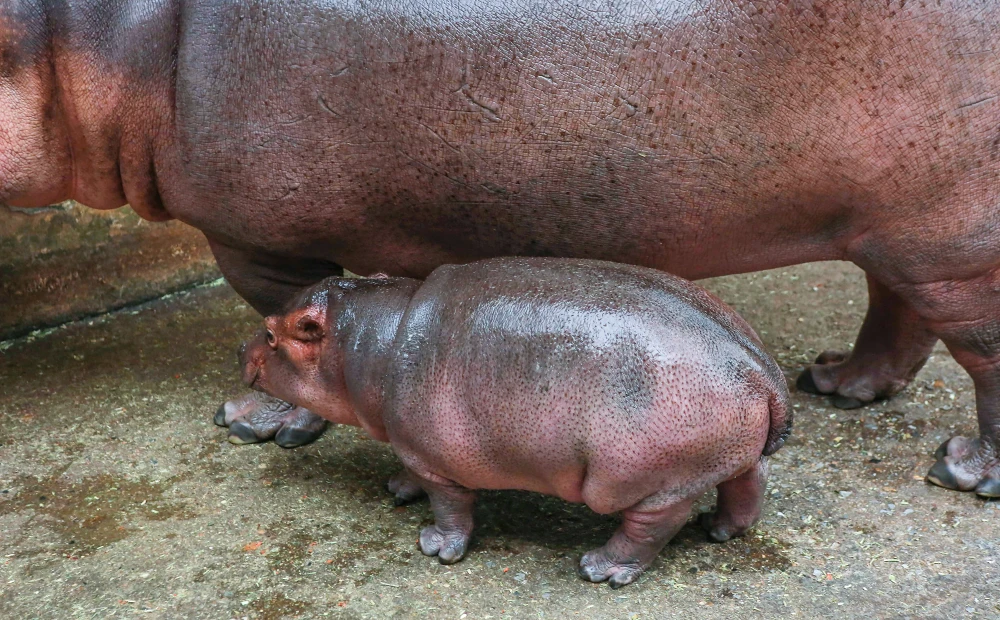 Vườn Thú Hà Nội Đón Chào Hà Mã Con Đầu Tiên, Sức Khỏe Tốt và Phát Triển Nhanh Chóng