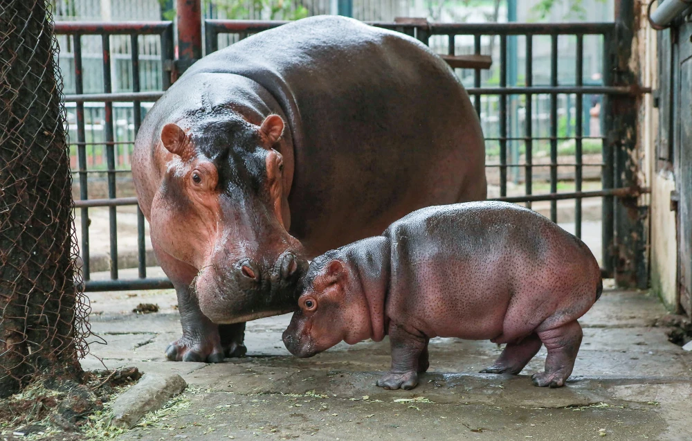 Vườn Thú Hà Nội Đón Chào Hà Mã Con Đầu Tiên, Sức Khỏe Tốt và Phát Triển Nhanh Chóng