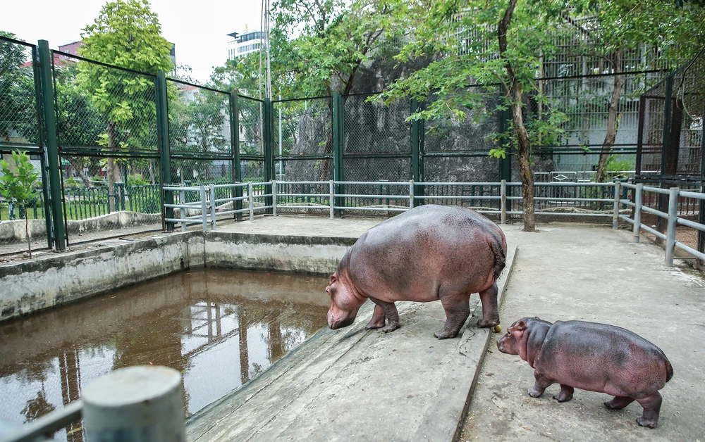 Vườn Thú Hà Nội Đón Chào Hà Mã Con Đầu Tiên, Sức Khỏe Tốt và Phát Triển Nhanh Chóng