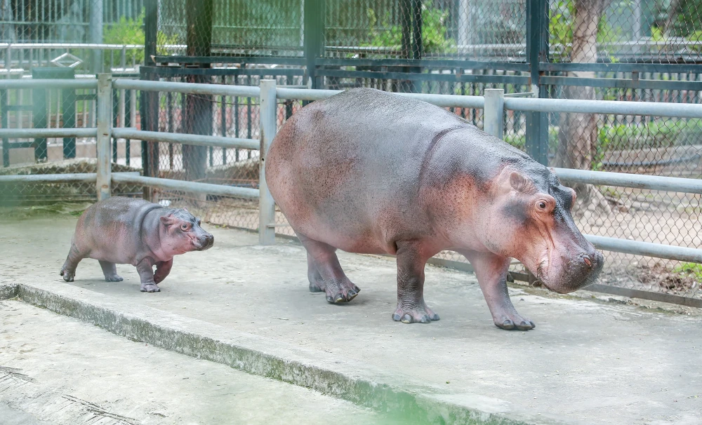 Vườn Thú Hà Nội Đón Chào Hà Mã Con Đầu Tiên, Sức Khỏe Tốt và Phát Triển Nhanh Chóng