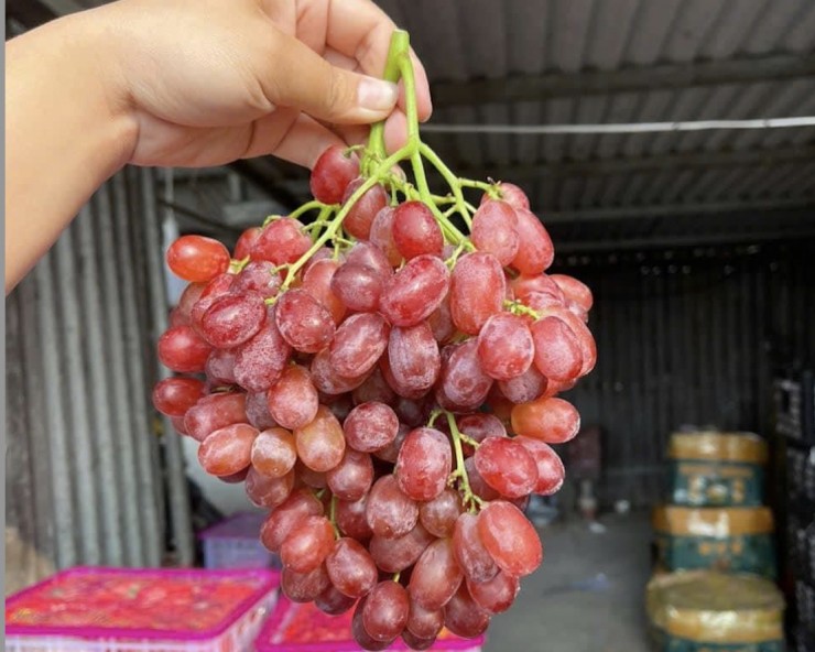 Tiếp sau là nho Ruby Trung Quốc. Dòng nho này trọng lượng mỗi chùm đều trên 1kg, ăn ngọt sắc, không có hạt. Ảnh: NVCC