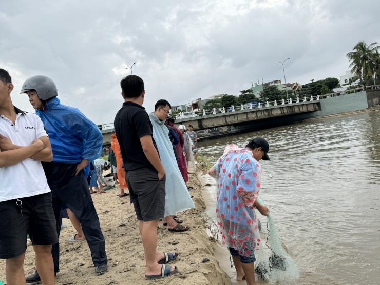 Cá nước ngọt tràn về biển, người dân Đà Nẵng quăng chài thu cá lớn