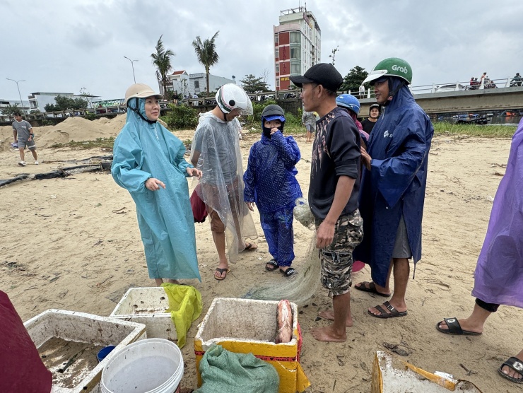 Cá nước ngọt tràn về biển, người dân Đà Nẵng quăng chài thu cá lớn