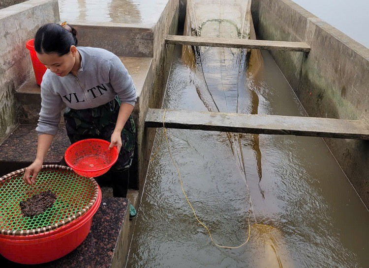 Chị Thơ cho biết, 2 ngày gần đây giá rươi giảm sâu do thương lái Trung Quốc ngừng thu mua.