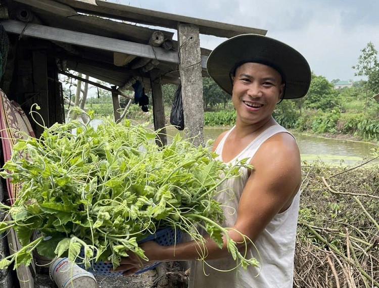 Ốc là loài ăn tạp, tận dụng được các phụ phẩn nông nghiệp để nuôi, không mất nhiều chi phí.