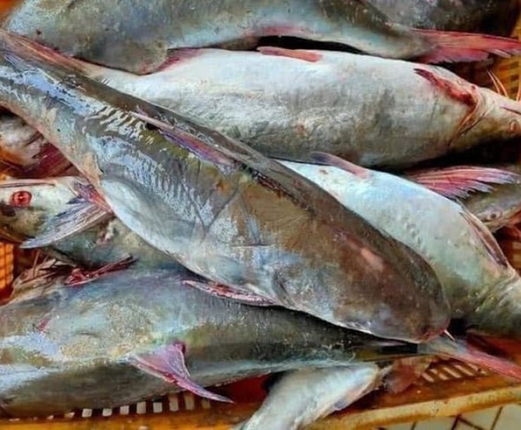 Trên thị trường, cá rún tươi có giá khoảng 120.000 đồng/kg, trong khi đó cá rún khô có giá 300.000 đồng/kg, loại đặc biệt có thể tới nửa triệu đồng/kg
