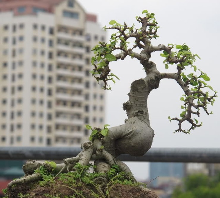 Để trồng bonsai duối thành công trước hết phải tìm được phôi chất lượng, mang về ươm bằng cách trùm túi ni lông giữ ẩm. Sau vài tháng đem cây vào chậu với đất từ xơ dừa, phân chuồng nhằm tăng độ tơi xốp và dinh dưỡng, giúp cây phát triển tốt. Sau đó sẽ dùng kẽm định hình thân, cành tạo dáng bonsai.
