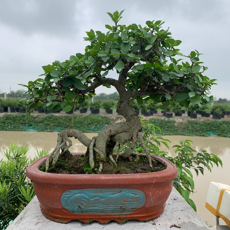 Nghề trồng và chăm sóc duối bonsai mang lại thu nhập đáng kể cho nhiều người.&nbsp;
