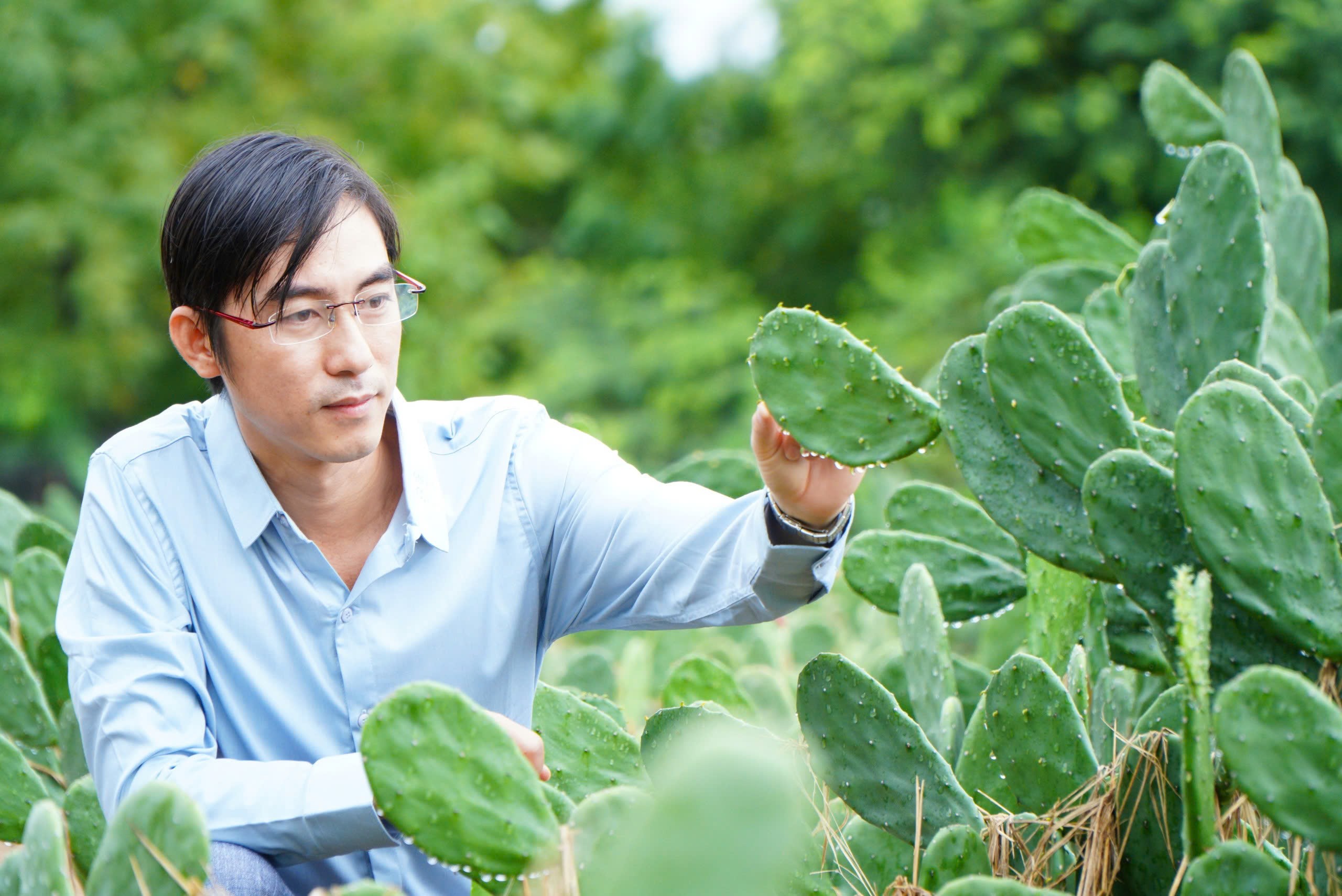 Anh Vũ quyết định đầu tư vào loại cây mọc dại.