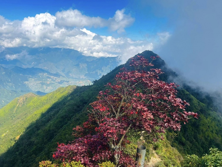 Cuối tháng 10 cũng là thời điểm nhiều loại cây ở rừng chuyển màu sang vàng, đỏ.