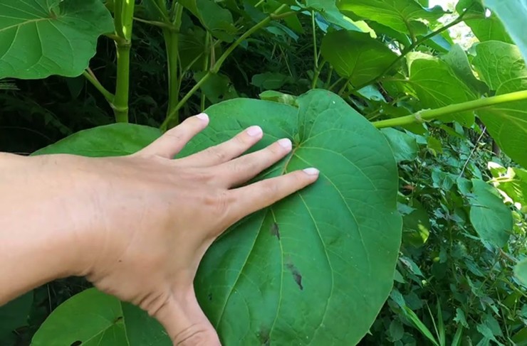 Chúng còn có tên gọi khác là dổi ăn lá, tên khoa học là Piper Auritum, thuộc họ Hồ tiêu Mexico.
