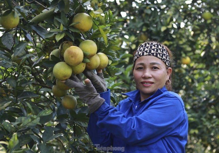 Trang trại trồng cam của gia đình bà Dương Thị Mai (thôn Anh Hùng, xã Thượng Lộc) rộng hơn 4 ha với 2.000 gốc cam chanh, cam giòn các loại. “Năm nay cả vườn cam đạt khoảng 40 tấn. Mới đầu vụ nhưng thương lái đã tới tận vườn mua cam chanh với giá 30.000 đồng/kg, cam giòn 45.000 - 50.000 đồng/kg. Dự kiến năm nay doanh thu đạt khoảng 1,2 tỷ đồng”, bà Mai chia sẻ.