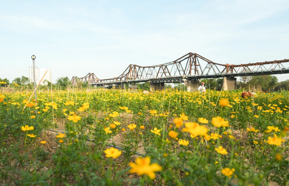 Vườn hoa cúc này thuộc địa phận phường Phúc Xá, quận Ba Đình, Hà Nội. Thời gian này, hình ảnh của vườn hoa cúc xuất hiện trên mạng xã hội và được nhiều bạn trẻ tìm tới.