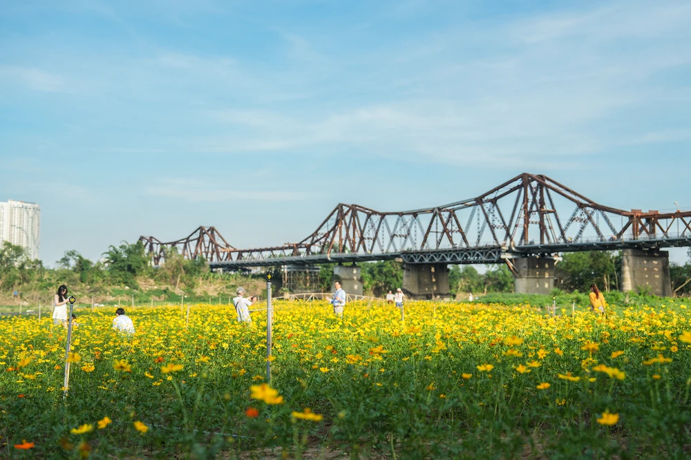 Trước đó, chính quyền phường đã cho trồng hoa hướng dương và đã lên cây con. Tuy nhiên, do ảnh hưởng của bão số 3 nên giờ đang trồng lại loại hoa mới. Phường cũng đang thực hiện gieo trồng hoa cải và dự đoán sẽ ra hoa đúng mùa đông năm nay.