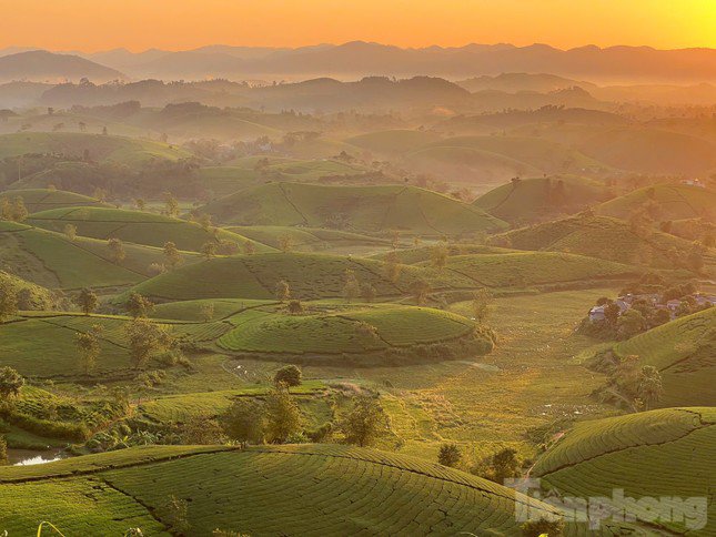 Đồi chè Long Cốc là tập hợp của hàng trăm quả đồi bát úp nằm nối tiếp nhau. Được đánh giá là một trong những đồi chè đẹp nhất Việt Nam.