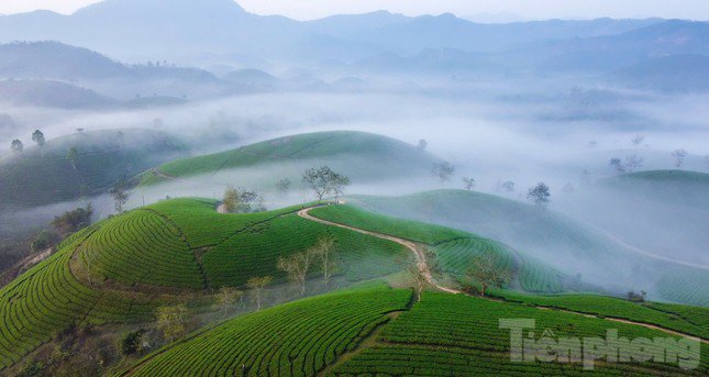 Với hàng trăm, hàng ngàn quả đồi nhỏ, đồi chè Long Cốc tạo nên một cảnh đẹp hùng vĩ và tràn ngập màu xanh tươi mát.