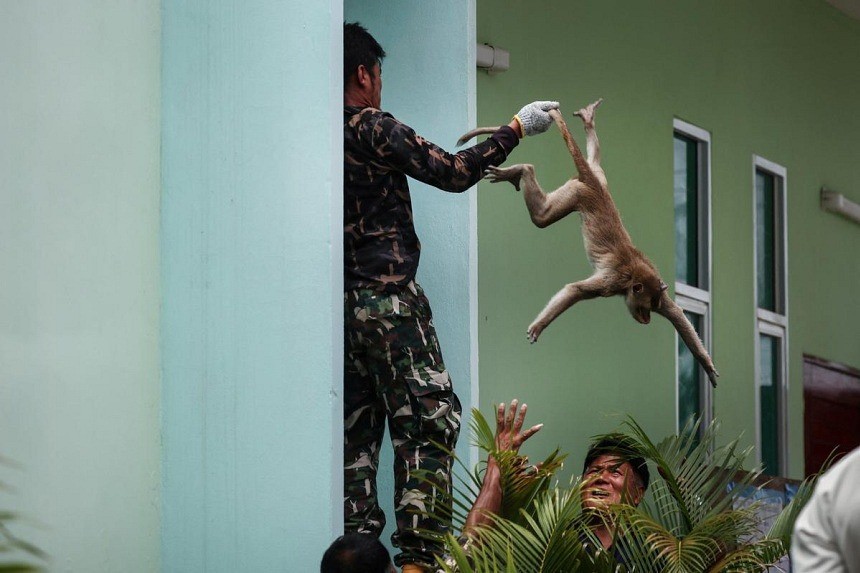 Khi lũ khỉ bị bắt nhốt, bình yên đã trở lại ở thành phố Lopburi. Ảnh: Reuters