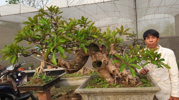 Còn trên chợ mạng, cây lộc vừng bonsai với dáng thế và kích thước khác nhau được bán với giá từ vài trăm nghìn đến vài triệu đồng.
