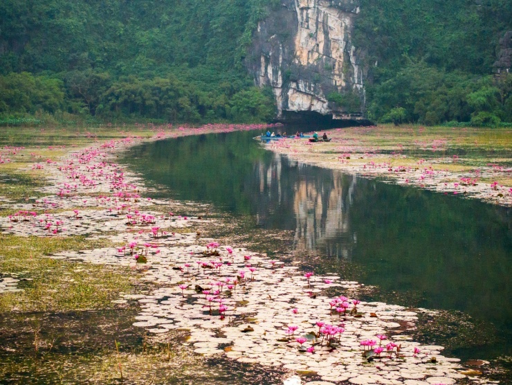 Nếu như ở Hà Giang đang khiến du khách mê đắm với hoa tam giác mạch, Tây Nguyên rực rỡ với những cung đường hoa dã quỳ vàng, thì Tam Cốc mùa này lại quyến rũ với mùa hoa súng.