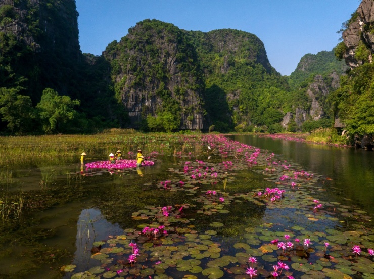 Để chụp ảnh đẹp hoa súng, bạn nên đến vào buổi sáng, trước 12h. Lúc đó, hoa đã nở rộ, khoe sắc tím hồng đẹp đẽ. Sau 12h, hoa súng sẽ cụp lại.