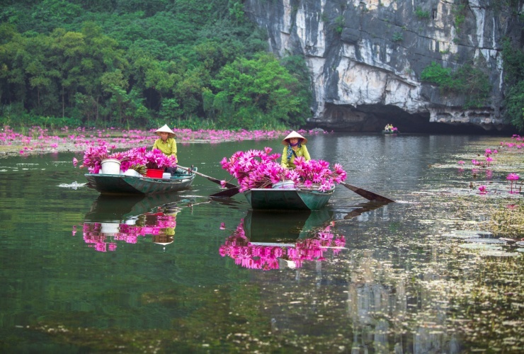 Hoa súng được trồng từ Hang Cả đến Hang Ba, càng vào sâu hoa càng nhiều.