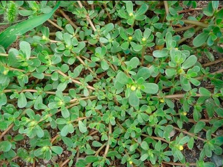 Cây rau sam có tên khoa học là Portulaca oleracae L,có nguồn gốc ở Ấn Độ, Trung Quốc, hiện nay chúng được trồng ở nhiều nơi, thích nghi với nhiều môi trường khác nhau.&nbsp;
