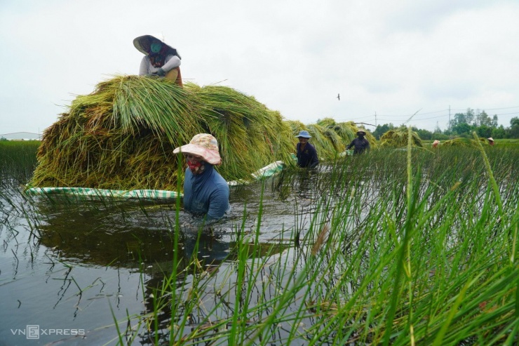 Người dân Đồng Tháp ngâm mình cắt năn, kiếm thu nhập 300.000 đồng/ngày