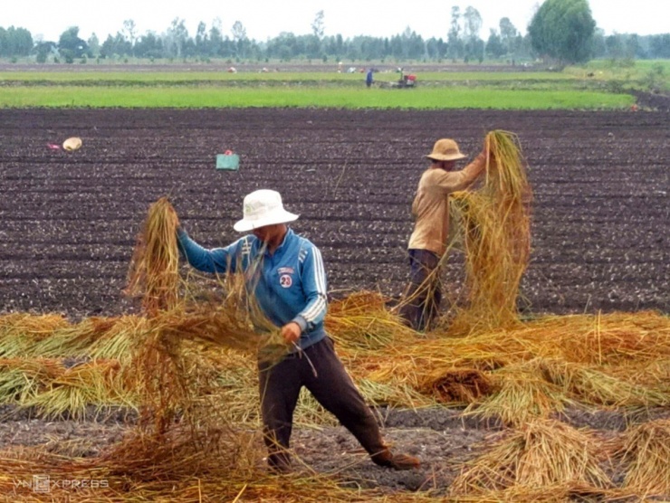 Người dân Đồng Tháp ngâm mình cắt năn, kiếm thu nhập 300.000 đồng/ngày